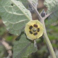 Physalis peruviana L.